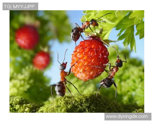足球明星与蚂蚁的奇妙冒险精彩视频合集带你领略不一样的足球世界
